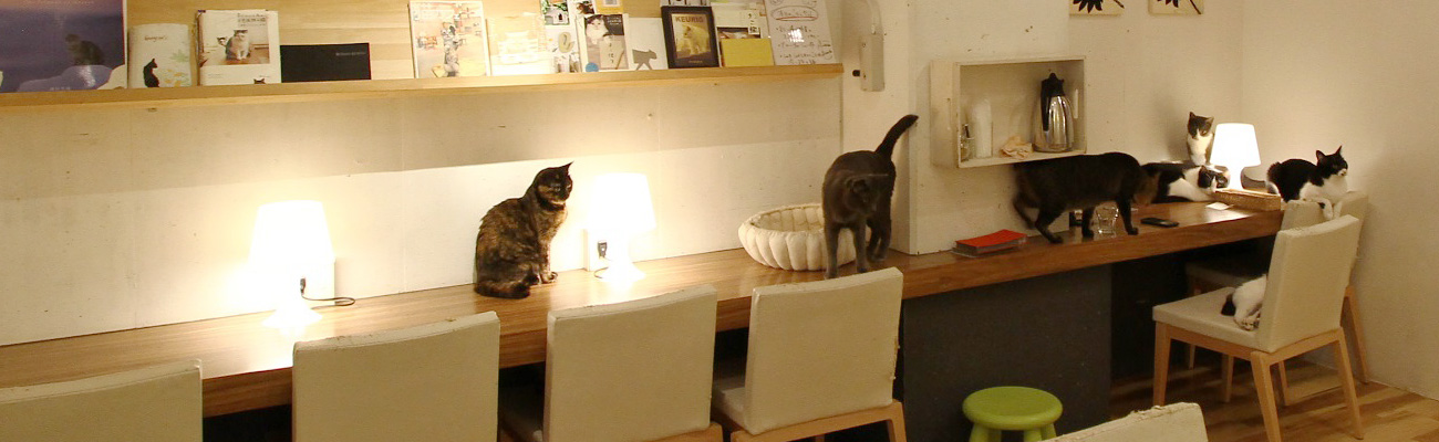 キューリグ 大名店 福岡 大名の猫カフェ Cat Press