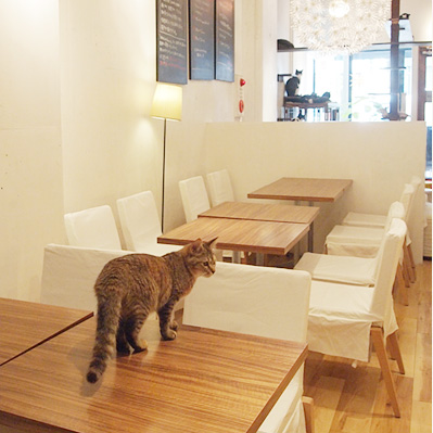 福岡 天神の猫カフェで癒されよう 抱っこok 里親募集カフェなど最新版 Shiori